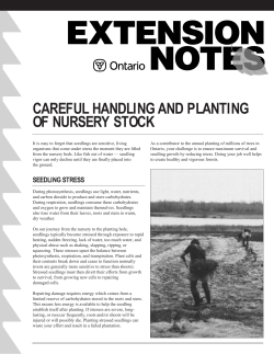 CAREFUL HANDLING AND PLANTING OF NURSERY STOCK