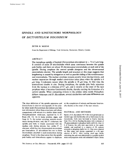 Spindle and kinetochore morphology of Dictyostelium discoideum.