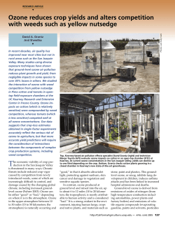 Ozone reduces crop yields and alters competition