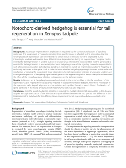 Notochord-derived hedgehog is essential for tail regeneration
