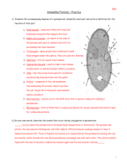 Animallike Protists &ndash; Practice