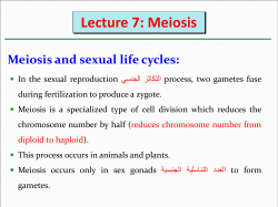 Lecture 7: Meiosis