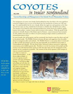 Coyotes in Insular Newfoundland
