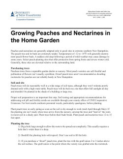 Growing Peaches - UNH Cooperative Extension
