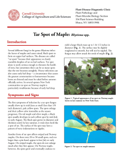 Tar Spot of Maple: Rhytisma spp.