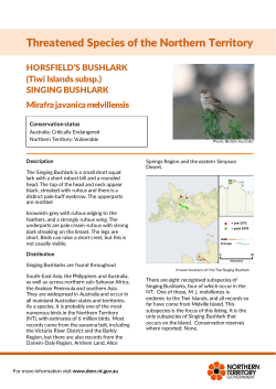 Horsfield`s bushlark - Northern Territory Government