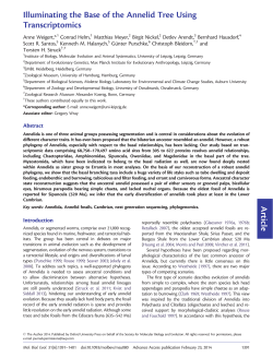 Article Illuminating the Base of the Annelid Tree Using Transcriptomics