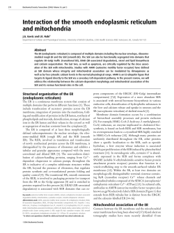 Interaction of the smooth endoplasmic reticulum and mitochondria
