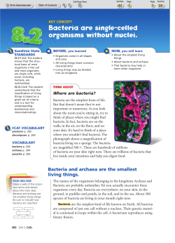 Bacteria are single-celled organisms without nuclei.