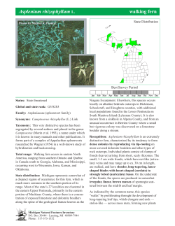 Asplenium rhizophyllum - walking fern