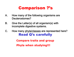 A Phylum