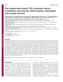 The kinesin-like protein TOP promotes Aurora localisation and