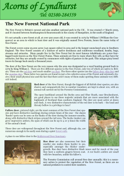 New Forest Information Leaflet