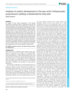 Analysis of coelom development in the sea urchin