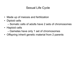 Sexual Life Cycle