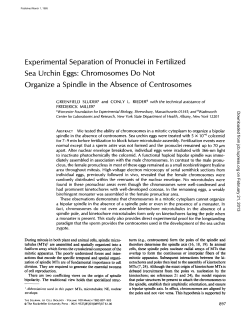 Experimental Separation of Pronuclei in Fertilized Sea Urchin Eggs