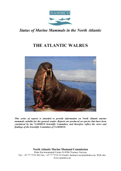 THE ATLANTIC WALRUS