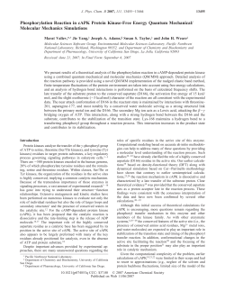 Phosphorylation Reaction in cAPK Protein Kinase