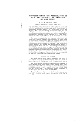 photosynthetic 14c02 assimilation by rice leaves under the influence
