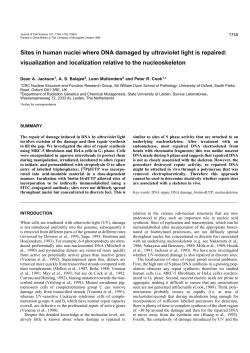 Sites in human nuclei where DNA damaged by ultraviolet light is