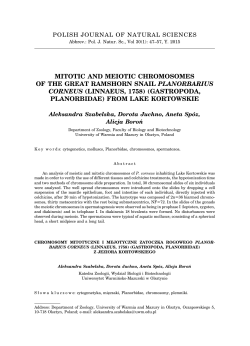 mitotic and meiotic chromosomes of the great ramshorn snail