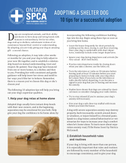 adopting a shelter dog