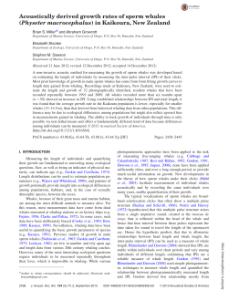 Acoustically derived growth rates of sperm whales