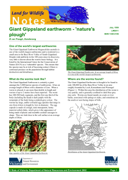 Giant Gippsland earthworm
