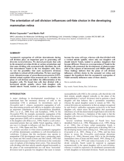 The orientation of cell division influences cell-fate
