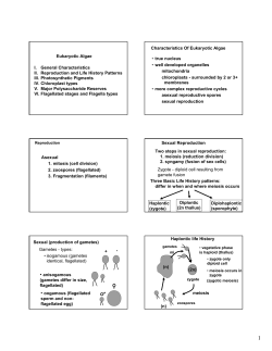 Eukaryotic Algae I. General Characteristics II. Reproduction and Life