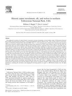 Historic aspen recruitment, elk, and wolves in northern Yellowstone