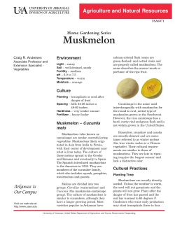Muskmelons