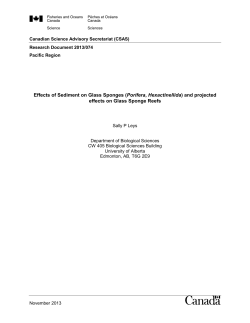 Effects of Sediment on Glass Sponges (Porifera, Hexactinellida) and