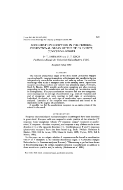 acceleration receptors in the femoral chordotonal organ of the stick