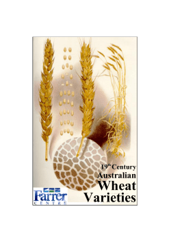 Wheat Varieties Grown in 19th Century Australia