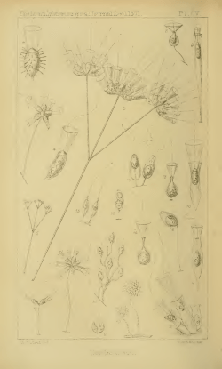 Monthly microscopical journal: transactions of the
