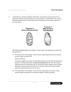 A planarian has a mutation that affects mitochondria. The planarian