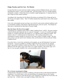 Pudgy Pooches and Fat Cats: Pet Obesity