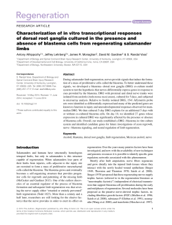Characterization of in vitro transcriptional responses of dorsal root