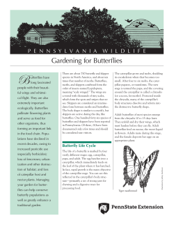 Gardening for Butterflies