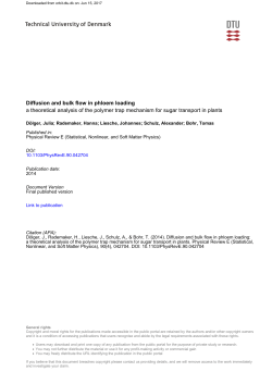 Diffusion and bulk flow in phloem loading a theoretical