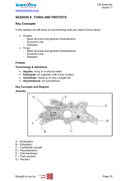 SESSION 9: FUNGI AND PROTISTS Key Concepts