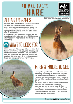 ANIMAL FACTS HARE - Nottinghamshire Wildlife Trust