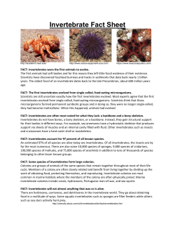 Invertebrate Fact Sheet