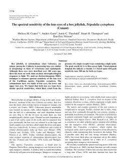 The spectral sensitivity of the lens eyes of a box jellyfish