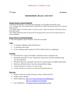 OIMB GK12 CURRICULUM SHOREBIRDS, BEAKS AND FEET