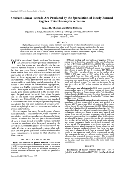 Ordered Linear Tetrads Are Produced by the Sporulation of Newly