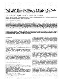 The Os-AKT1 Channel Is Critical for K+ Uptake in