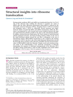 Structural insights into ribosome translocation
