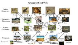 Grassland Food Web - Endangered species biome project